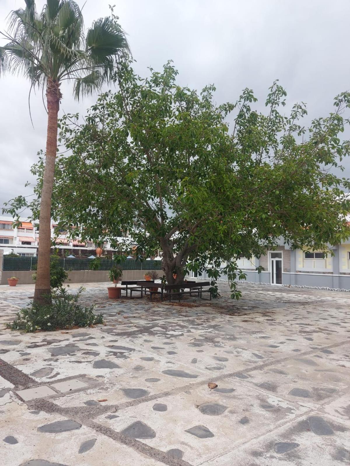 Casa Papagayo Apartment Арона Екстериор снимка